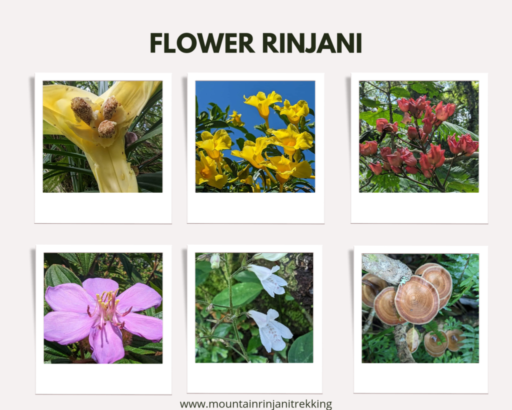 mount rinjani Flora and fauna